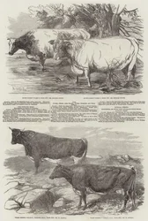 Exposição da Real Sociedade Agrícola da Inglaterra